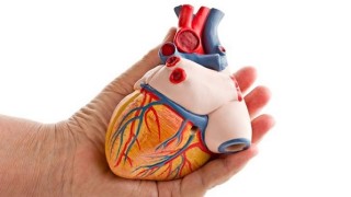 3d-printed-heart