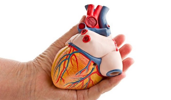 3d-printed-heart